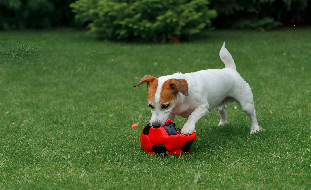 Top Toys to Keep Your Pet Engaged and Active