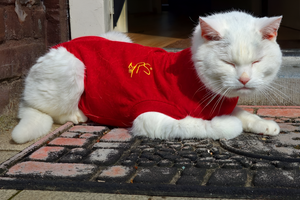Stylish Pet Apparel for Every Season