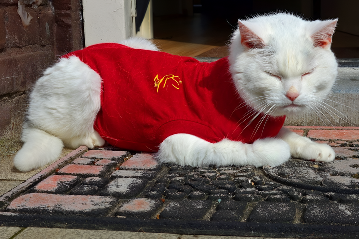 Stylish Pet Apparel for Every Season