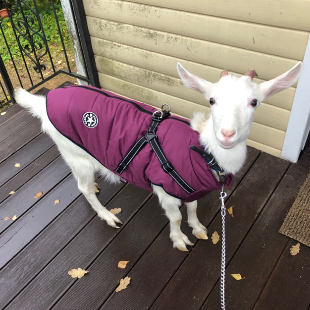 Pet Waterproof Winter Harness Coat Jacket