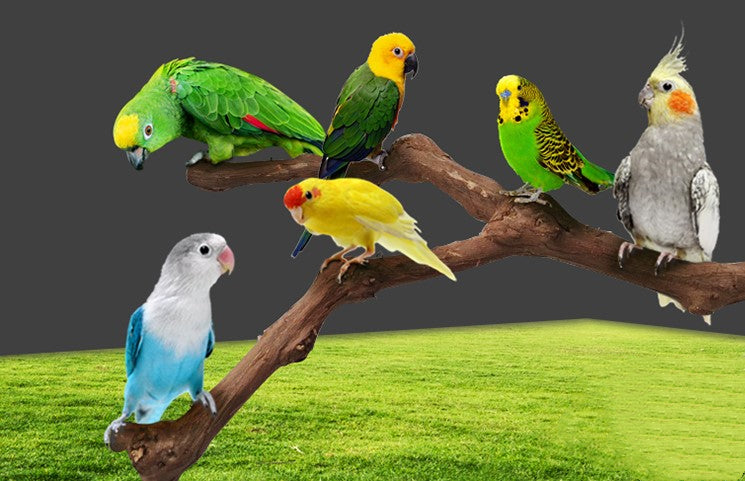 Pet Parrot Cage Stand Pole Perch Support Accessory