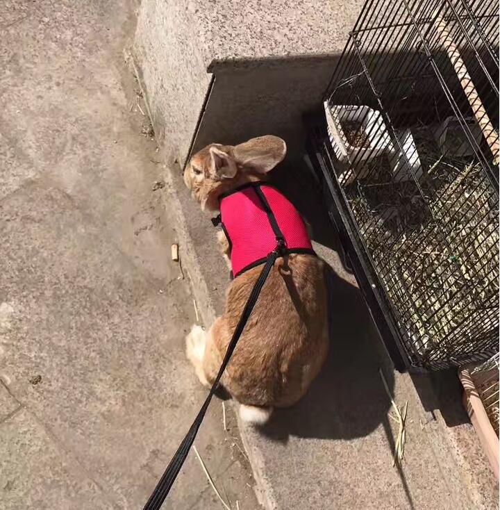 Adjustable Small Pet Leash