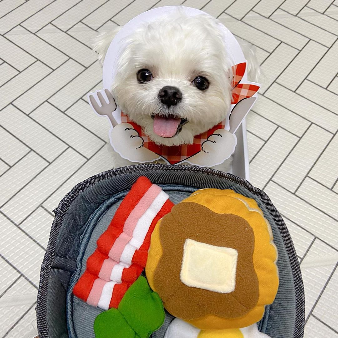 Pet Food-Dispensing Hide Toy
