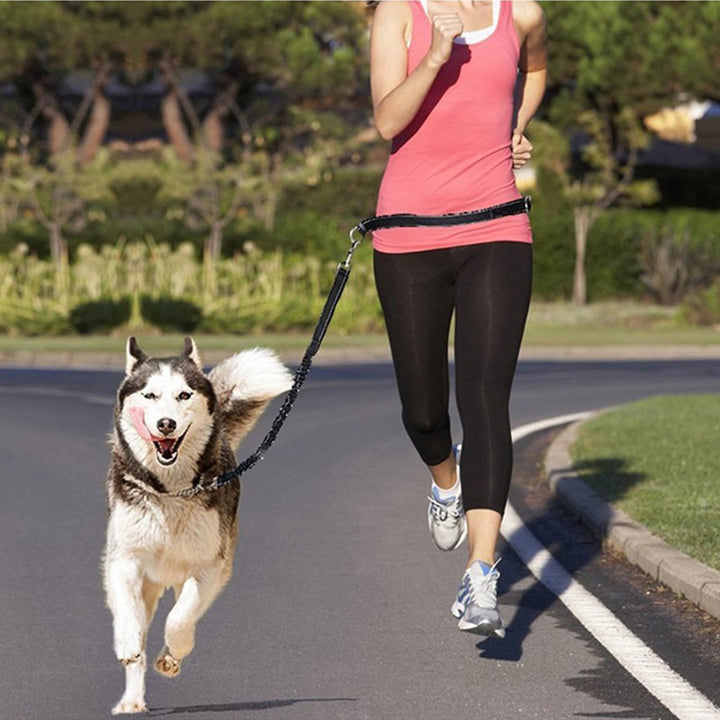 Adjustable Pet Harness and Jogging Leash