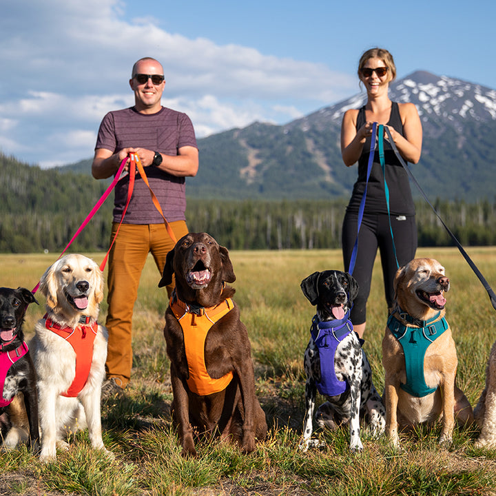 Pet Chest And Back Leash