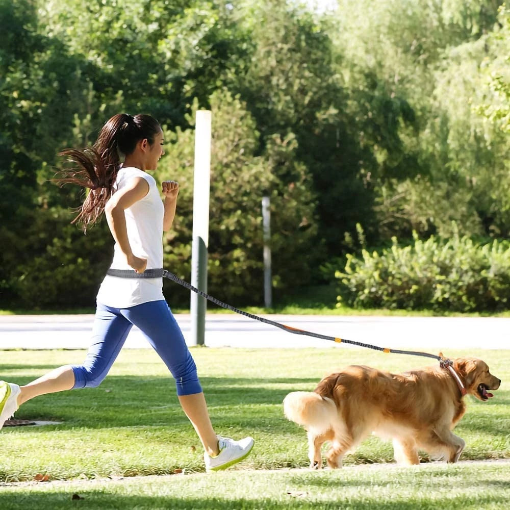 Adjustable Pet Harness and Jogging Leash