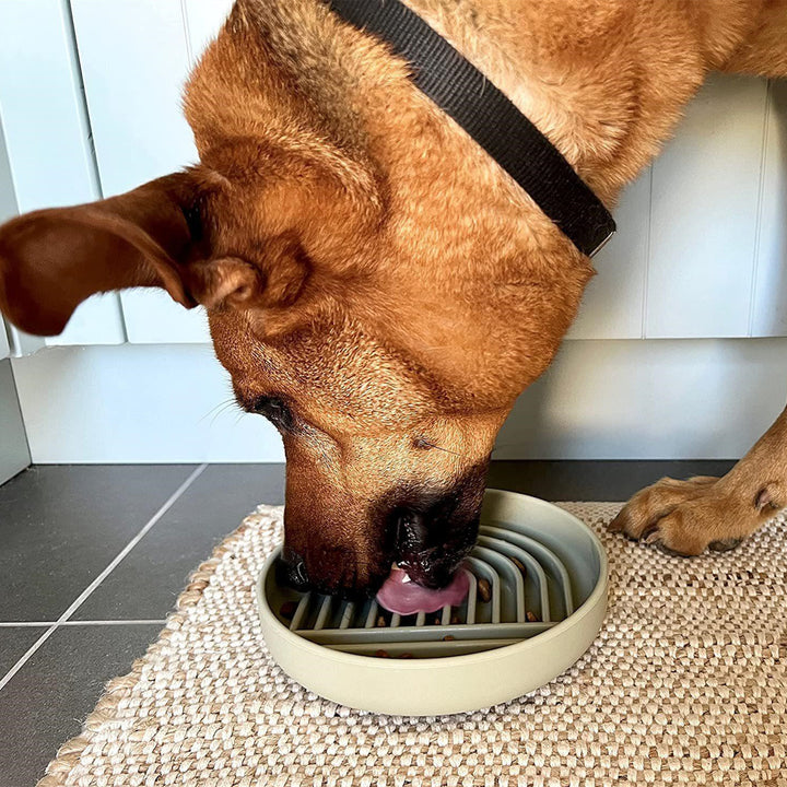 Slow Feed Fashionable Pet Food Bowl